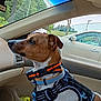 Milo Oliver joined the competition — help win amazing prizes! dog, pet, car_interior, harness, collar, window, parking_lot, trees, vehicle, seat, dashboard, air_freshener, side_mirror, leash, canine, alert, brown_and_white, daylight, outdoor_view, fabric