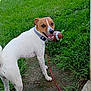 Milo Oliver is registered to the contest to win money with this photo: dog, playful, outdoor, grass, greenery, toy, football, leash, collar, pet, animal, daylight, smiling, happy, brown_and_white, nature, ground, canine, small_dog, summer