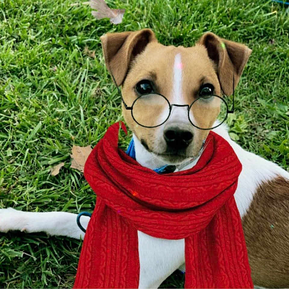 Milo Oliver joined the competition — help win amazing prizes! dog, grass, scarf, glasses, pet, outdoor, animal, cute, brown_and_white, lying_down, canine, accessory, fashion, winter_wear, portrait, nature, friendly, domestic_animal, leisure, eyes