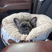 Apollo joined the competition — help win amazing prizes! dog, french_bulldog, puppy, car_interior, pet_bed, plush_bed, seat_belt, car_seat, brown_leather, window, ears, sleepy, snout, cozy, adorable, passenger, upholstery, dashboard, armrest, travel