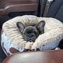 dog, french_bulldog, puppy, car_interior, pet_bed, plush_bed, seat_belt, car_seat, brown_leather, window, ears, sleepy, snout, cozy, adorable, passenger, upholstery, dashboard, armrest, travel