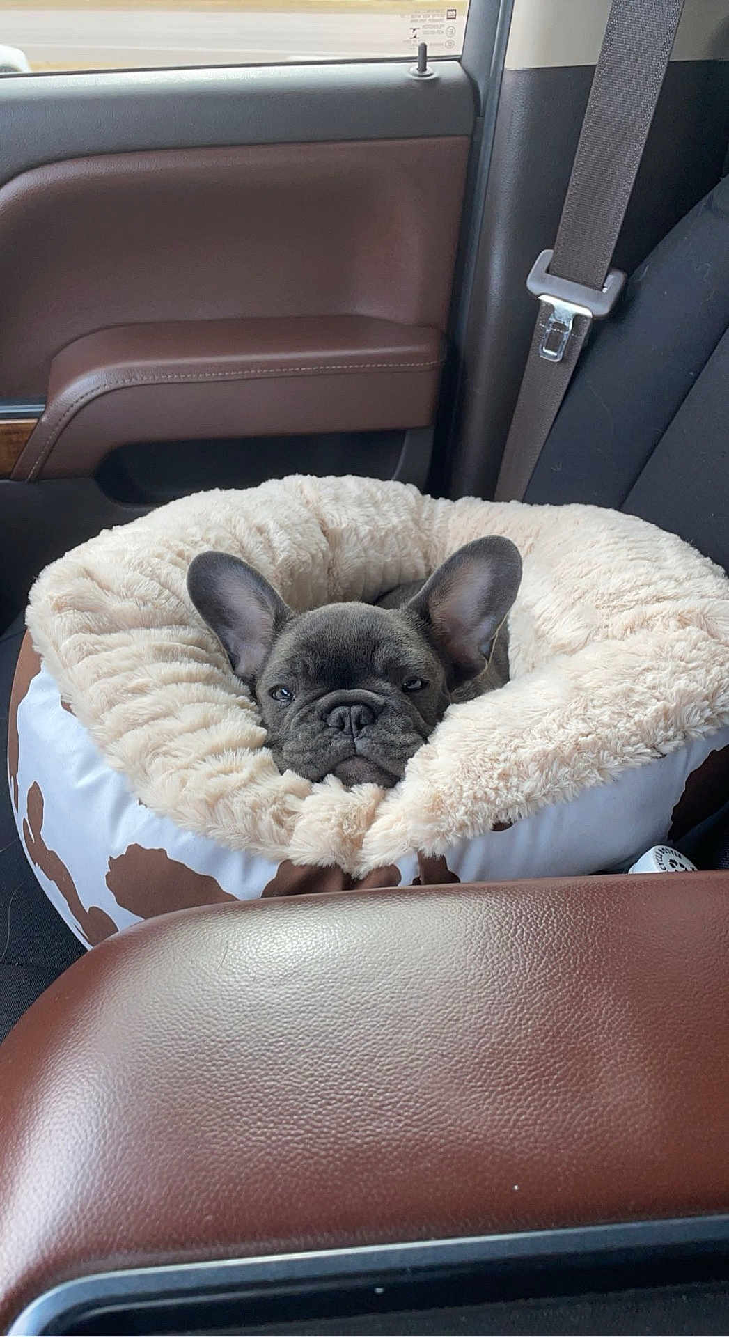 Apollo joined the competition — help win amazing prizes! dog, french_bulldog, puppy, car_interior, pet_bed, plush_bed, seat_belt, car_seat, brown_leather, window, ears, sleepy, snout, cozy, adorable, passenger, upholstery, dashboard, armrest, travel