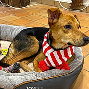 Joy a rejoint le concours — aidez-le/la à gagner de superbes lots ! dog, scarf, dog_bed, toy, indoor, tile_floor, brown_dog, black_fur, red_and_white, chew_toy, plush_bed, pet, canine, relaxed, resting, cozy, domestic, animal, comfort, accessory