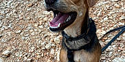 Joy participe au concours pour gagner de l'argent avec cette photo : dog, canine, pet, happy, smiling, outdoor, rocky_ground, leash, harness, brown_fur, black_fur, ears, mouth_open, teeth, tongue, sitting, nature, daylight, animal, closeup