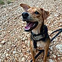 dog, canine, pet, happy, smiling, outdoor, rocky_ground, leash, harness, brown_fur, black_fur, ears, mouth_open, teeth, tongue, sitting, nature, daylight, animal, closeup