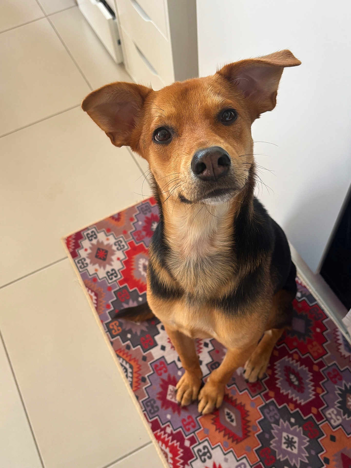 Joy participe au concours pour gagner de l'argent avec cette photo : dog, pet, canine, sitting, ears, looking_up, brown, black, fur, indoors, tile_floor, rug, patterned_rug, kitchen, waiting, cute, animal, companion, domestic, friendly