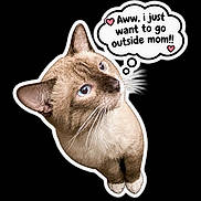 Sucio is registered to the contest to win money with this photo: cat, animal, pet, feline, blue_eyes, whiskers, fur, portrait, close_up, sitting, standing, looking_up, thought_bubble, text, cartoon_style, sticker, black_background, cute, funny, outdoors