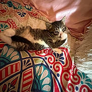Zaza is registered to the contest to win money with this photo: kitten, cat, animal, fluffy, tabby, white_patches, lying_down, bed, bedspread, blanket, pillow, indoors, home, cozy, relaxed, portrait, closeup, patterned_fabric, whiskers, sleepy