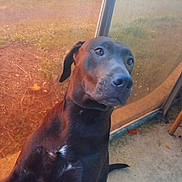 Saphir a rejoint le concours — aidez-le/la à gagner de superbes lots ! dog, black_dog, pet, animal, curious, indoors, window, glass, orange_tint, reflection, floor, ears, snout, eyes, fur, tail, looking_up, closeup, portrait, domestic