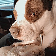 Odelha Moon is registered to the contest to win money with this photo: dog, close_up, indoor, blanket, brown_and_white, pet, canine, resting, soft_light, cozy, window, blinds, furniture, collar, ears, snout, fur, heart_emoji, animal, relaxation