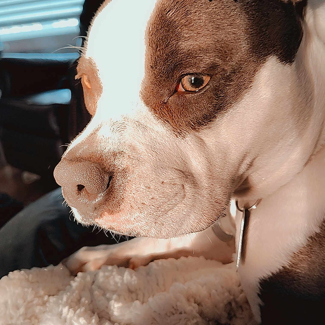 Odelha Moon is registered to the contest to win money with this photo: animal, blanket, blinds, brown_and_white, canine, close_up, collar, cozy, dog, ears, fur, furniture, heart_emoji, indoor, pet, relaxation, resting, snout, soft_light, window