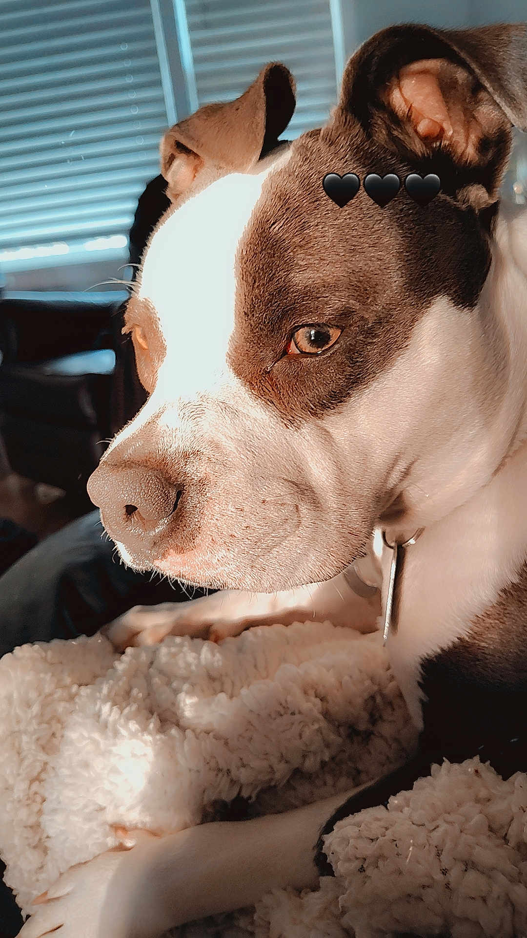 Odelha Moon is registered to the contest to win money with this photo: dog, close_up, indoor, blanket, brown_and_white, pet, canine, resting, soft_light, cozy, window, blinds, furniture, collar, ears, snout, fur, heart_emoji, animal, relaxation