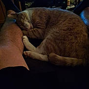 Butterscotch is registered to the contest to win money with this photo: cat, sleeping, pet, indoor, lap, couch, furniture, relaxation, cozy, domestic, animal, orange_cat, white_paws, resting, quiet, home, legs, person, low_light, living_room