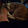 cat, sleeping, pet, indoor, lap, couch, furniture, relaxation, cozy, domestic, animal, orange_cat, white_paws, resting, quiet, home, legs, person, low_light, living_room