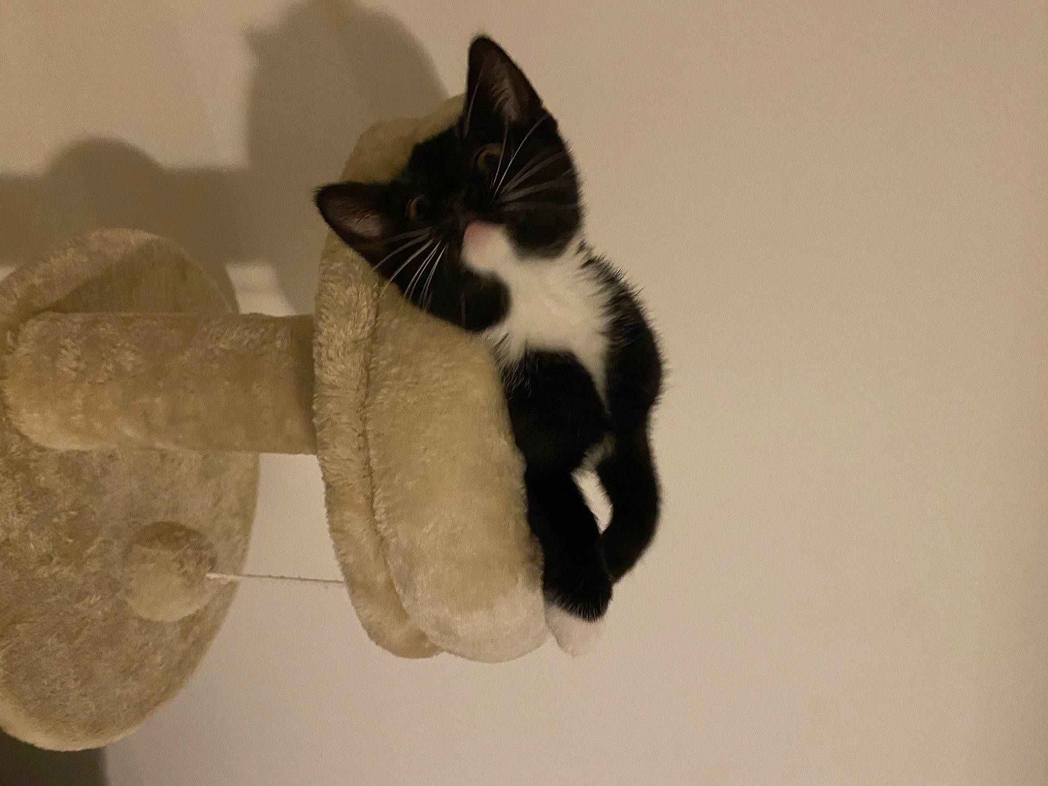 Many participe au concours pour gagner de l'argent avec cette photo : carnivore, cat, circle, domestic_short_haired_cat, eyelash, felidae, fur, gesture, head, monochrome, monochrome_photography, paw, shadow, small_to_medium_sized_cats, snout, still_life_photography, tail, tree, whiskers