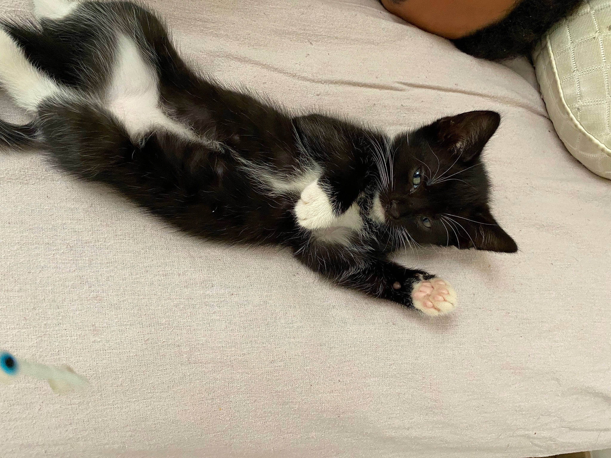 Many a rejoint le concours — aidez-le/la à gagner de superbes lots ! black_cat, carnivore, cat, claw, comfort, domestic_short_haired_cat, felidae, flooring, foot, fur, grey, human_leg, leg, monochrome_photography, paw, small_to_medium_sized_cats, snout, tail, terrestrial_animal, whiskers