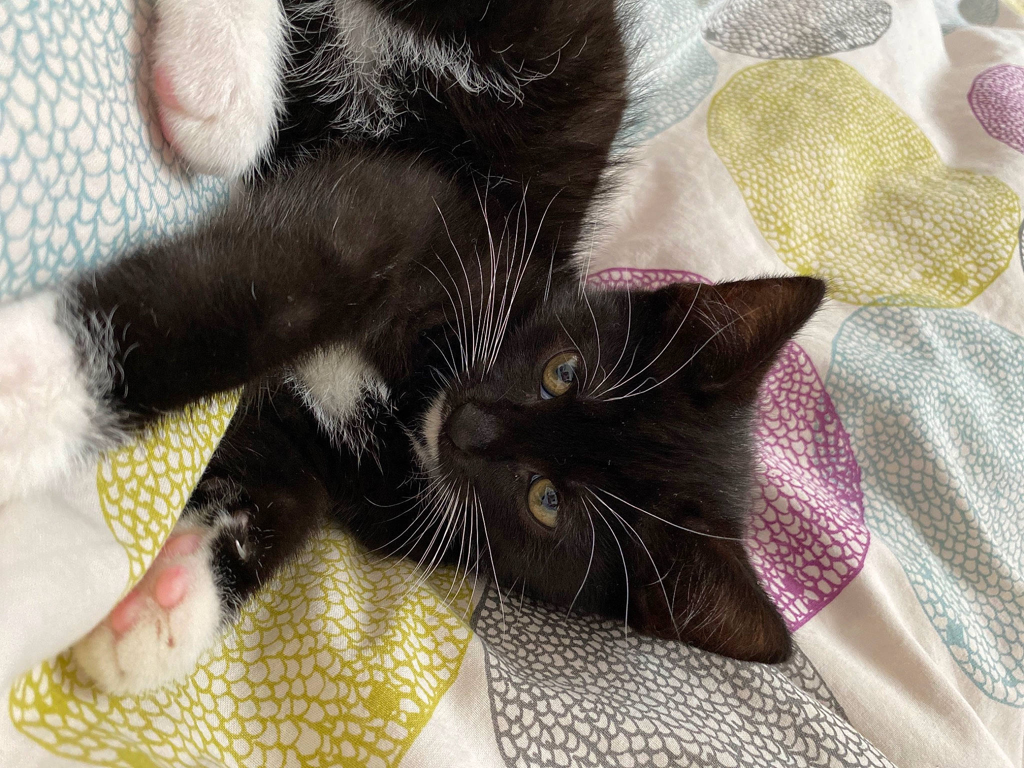 Many participe au concours pour gagner de l'argent avec cette photo : carnivore, cat, claw, comfort, domestic_short_haired_cat, felidae, foot, fur, human_leg, nail, pattern, paw, plant, small_to_medium_sized_cats, snout, tail, textile, whiskers