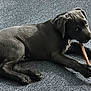 Mochi is registered to the contest to win money with this photo: puppy, dog, black_dog, chewing, stick, carpet, towel, indoor, pet, animal, cute, lying_down, playful, young_dog, canine, fur, paw, snout, ears, floor
