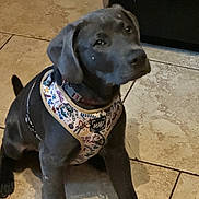 Mochi joined the competition — help win amazing prizes! puppy, dog, black_dog, harness, floor, tile_floor, indoor, pet, young_dog, sitting, looking_up, cute, animal, companion, curious, domestic_animal, adorable, collar, playful, pet_accessory