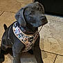puppy, dog, black_dog, harness, floor, tile_floor, indoor, pet, young_dog, sitting, looking_up, cute, animal, companion, curious, domestic_animal, adorable, collar, playful, pet_accessory