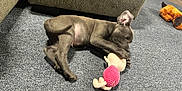 Mochi is registered to the contest to win money with this photo: puppy, dog, carpet, toy, stuffed_animal, indoor, couch, playful, pet, floor, animal, cute, small_dog, relaxing, home, cozy, fur, ears, paw, chewing