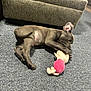 puppy, dog, carpet, toy, stuffed_animal, indoor, couch, playful, pet, floor, animal, cute, small_dog, relaxing, home, cozy, fur, ears, paw, chewing