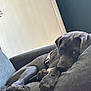 Mochi is registered to the contest to win money with this photo: dog, puppy, gray_dog, couch, indoor, pet, sleepy, relaxed, fur, paw, collar, resting, comfortable, canine, closeup, domestic_animal, living_room, animal, laying, young_dog
