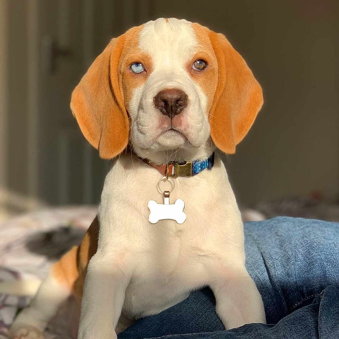Levi is registered to the contest to win money with this photo: accessories, animal, beagle, boxer, bulldog, canine, clothing, collar, dog, hound, labradorretriever, pants, pendant, pet, pointer, puppy, snout, strap, text, whitedog