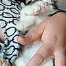 Luffy a rejoint le concours — aidez-le/la à gagner de superbes lots ! accessories, angora, animal, blanket, bodypart, cat, face, finger, furniture, hand, head, jewelry, kitten, manx, person, pet, photography, portrait, ring, sleeping