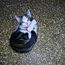 Luffy participe au concours pour gagner de l'argent avec cette photo : abyssinian, accessories, animal, cat, face, head, kitten, leash, manx, pebble, person, pet, photography, portrait, purple, road, rock, sleeping, soil, strap