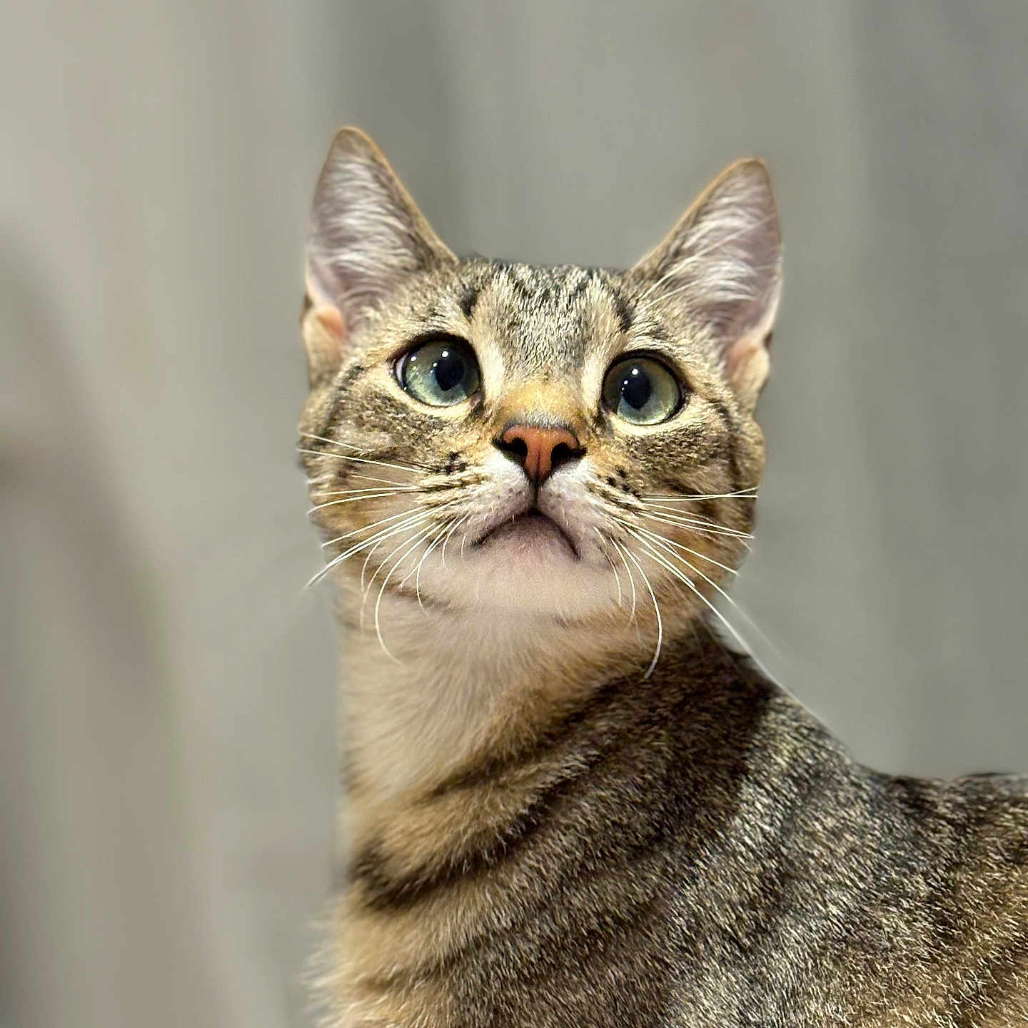 Guizmo participe au concours pour gagner de l'argent avec cette photo : abyssinian, animal, cat, kitten, manx, pet