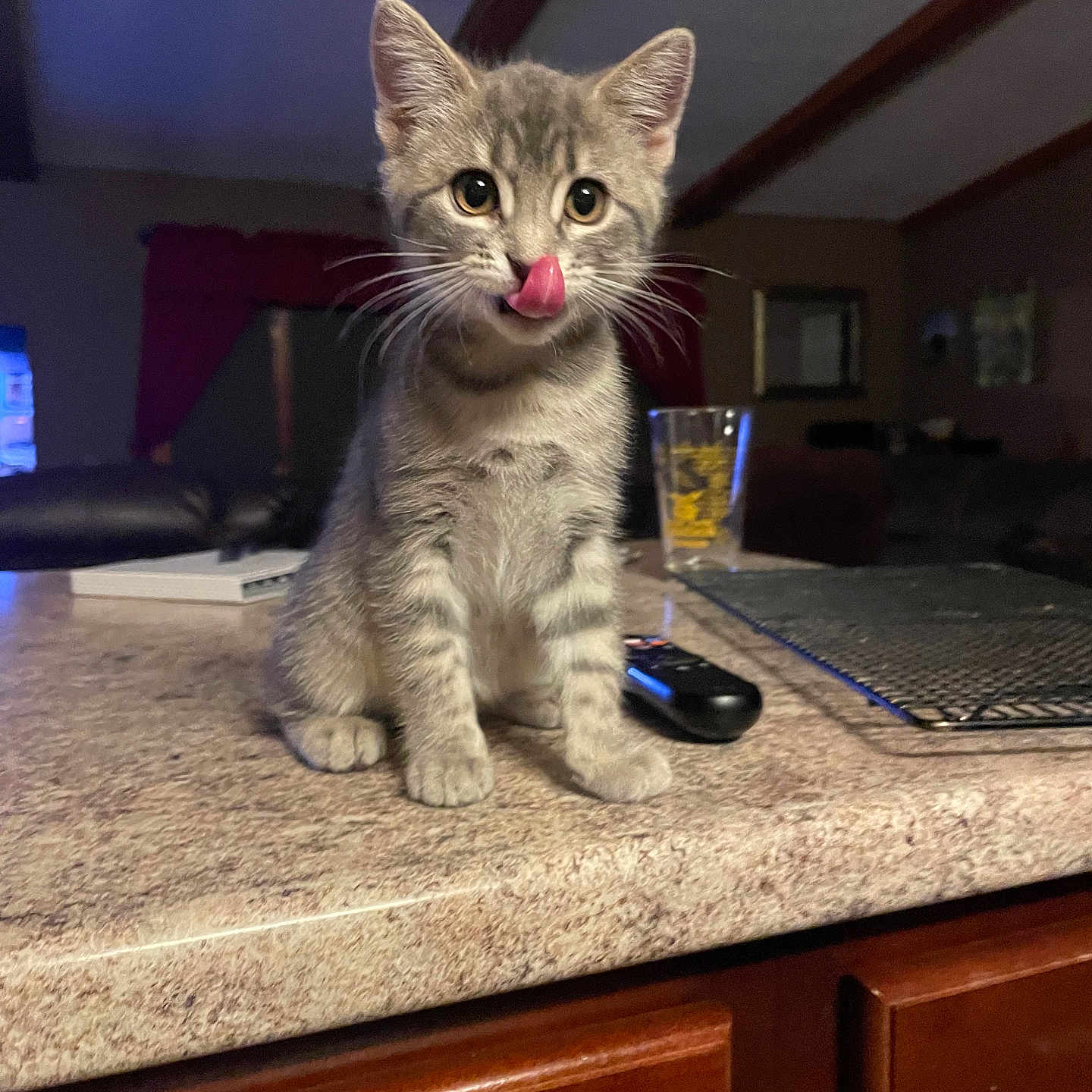 Bean is registered to the contest to win money with this photo: abyssinian, animal, bodypart, cat, computerhardware, cup, desk, electronics, furniture, hardware, hardwood, kitten, mouse, mouth, person, pet, plywood, remotecontrol, table, wood