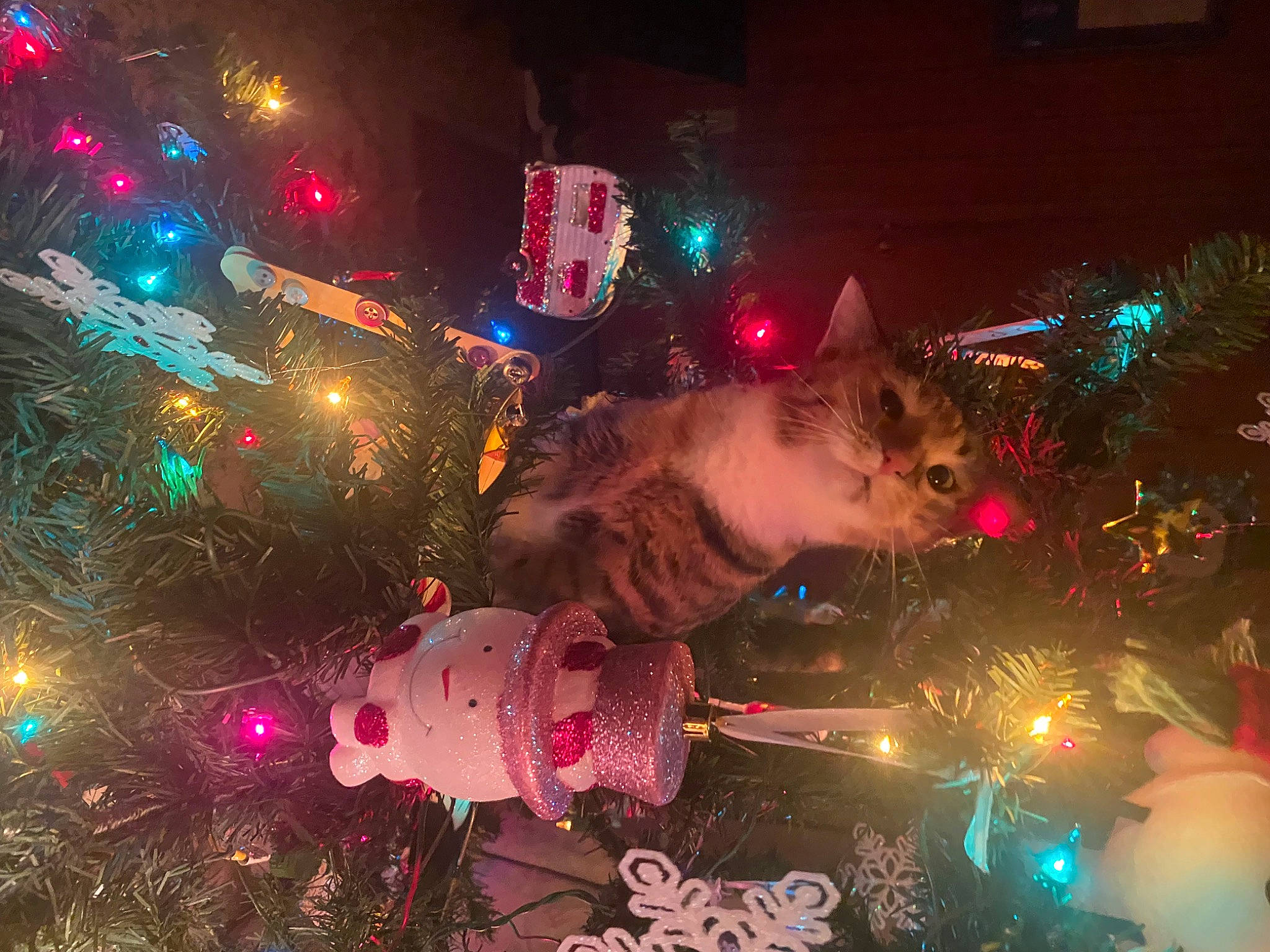 Alex is registered to the contest to win money with this photo: christmas, christmas_decoration, christmas_eve, christmas_ornament, christmas_tree, event, evergreen, fun, holiday, holiday_ornament, light, lighting, midnight, ornament, pink, plant, sky, space, tradition, tree