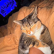 Muffin is registered to the contest to win money with this photo: cat, calico, sleeping, sleepy, curled_up, pet, feline, animal, whiskers, ears, closed_eyes, tabby, orange_white, black_white, blanket, bed, cozy, indoors, television, relaxed