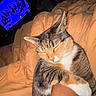cat, calico, sleeping, sleepy, curled_up, pet, feline, animal, whiskers, ears, closed_eyes, tabby, orange_white, black_white, blanket, bed, cozy, indoors, television, relaxed