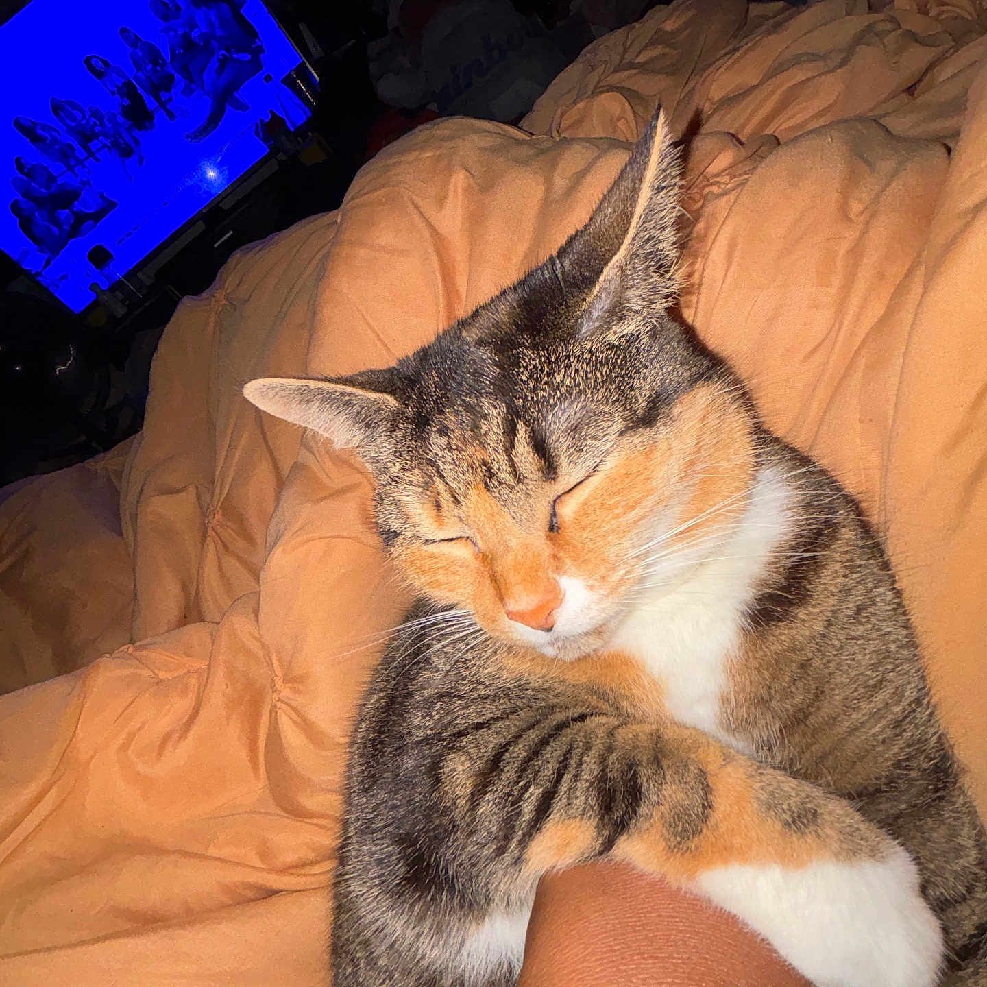 Muffin is registered to the contest to win money with this photo: cat, calico, sleeping, sleepy, curled_up, pet, feline, animal, whiskers, ears, closed_eyes, tabby, orange_white, black_white, blanket, bed, cozy, indoors, television, relaxed