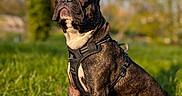 Oscar a rejoint le concours — aidez-le/la à gagner de superbes lots ! bokeh, brindle, canine, dog, ears, eyes, focused, french_bulldog, grass, harness, leash, nose, outdoor, park, pet, portrait, shallow_depth_of_field, sitting, sunlight, whiskers