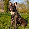 bokeh, brindle, canine, dog, ears, eyes, focused, french_bulldog, grass, harness, leash, nose, outdoor, park, pet, portrait, shallow_depth_of_field, sitting, sunlight, whiskers