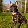 alert, big_ears, bokeh, brindle, brown_eyes, canine, close_up, dog, french_bulldog, fur, grass, harness, leash, outdoor, park, pet, portrait, shallow_depth_of_field, sitting, sunlight
