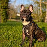 alert, bokeh, brindle, canine, cute, dog, ears_up, focus, french_bulldog, golden_hour, grass, harness, leash, nature, outdoors, park, pet, portrait, sitting, sunlight