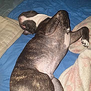 Oscar participe au concours pour gagner de l'argent avec cette photo : animal, bed, blanket, brown_fur, canine, claw, comfort, cozy, dog, fur, indoor, lying_down, mammal, paw, pet, relaxed, resting, sleeping, snug, white_fur