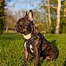 bokeh, brindle, dog, ears_up, french_bulldog, golden_hour, grass, harness, leash, muzzle, nature, outdoors, park, paws, pet, portrait, shallow_depth_of_field, sitting, squinting, sunlight