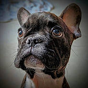 Oscar L participe au concours pour gagner de l'argent avec cette photo : animal, brown_eyes, close_up, cute, dog, ears, expression, french_bulldog, fur, indoor, looking_up, mammal, nose, pet, portrait, puppy, snout, soft_background, whiskers, young