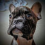 dog, french_bulldog, puppy, close_up, portrait, ears, whiskers, fur, brown_eyes, pet, animal, looking_up, cute, indoor, soft_background, snout, nose, expression, young, mammal