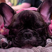 Oscar L a rejoint le concours — aidez-le/la à gagner de superbes lots ! animal, blanket, blurred_background, close_up, cozy, cute, dog, ears, face, french_bulldog, indoor, paws, peaceful, person, pet, puppy, relaxation, resting, sleeping, soft_texture