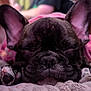animal, blanket, blurred_background, close_up, cozy, cute, dog, ears, face, french_bulldog, indoor, paws, peaceful, person, pet, puppy, relaxation, resting, sleeping, soft_texture