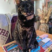 Loutre a rejoint le concours — aidez-le/la à gagner de superbes lots ! cat, tortoiseshell, pet, animal, indoor, table, postcards, blurred_background, furniture, cozy, domestic, portrait, sitting, closeup, whiskers, ears, eyes, fur, home, curious