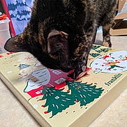 Loutre a rejoint le concours — aidez-le/la à gagner de superbes lots ! advent_calendar, animal, box, cat, christmas, close_up, curiosity, curious, decorations, festive, floor, holiday, holiday_theme, indoor, paws, pet, seasonal, tabby_cat, table, winter