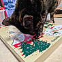 advent_calendar, animal, box, cat, christmas, close_up, curiosity, curious, decorations, festive, floor, holiday, holiday_theme, indoor, paws, pet, seasonal, tabby_cat, table, winter