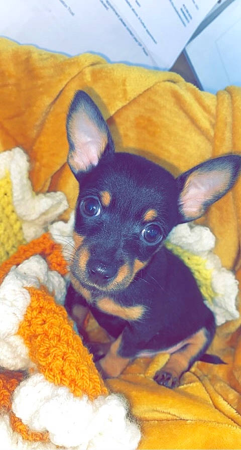 Rupert joined the competition — help win amazing prizes! art, canidae, carnivore, chihuahua, comfort, companion_dog, corgi_chihuahua, dog, dog_breed, ear, fawn, fur, paw, prazsky_krysarik, russkiy_toy, snout, terrestrial_animal, toy_dog, whiskers, working_animal